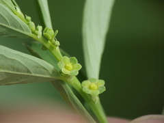 Phyllanthus maderaspatensis