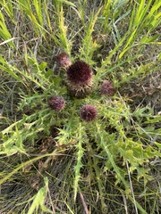 Cirsium drummondii