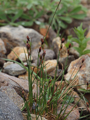 Juncus drummondii