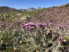 Carduus carlinoides
