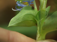 Commelina forskaolii
