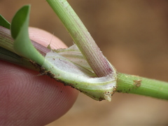 Commelina forskaolii