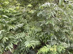Carya illinoinensis