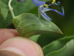 Commelina forskaolii