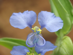 Commelina forskaolii