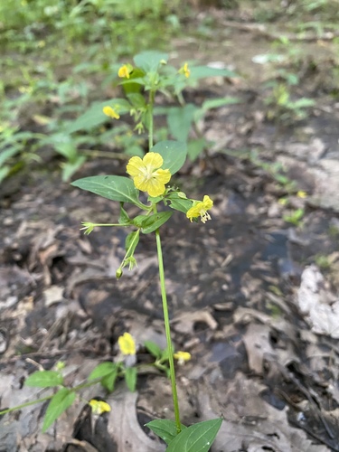 trailing yellow loosestrife (Lysimachia radicans)