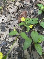 Lysimachia radicans