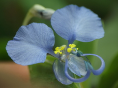 Commelina forskaolii