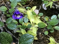 Pinguicula leptoceras