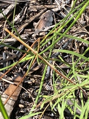 Manomera brachypyga