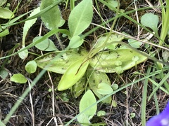 Pinguicula leptoceras
