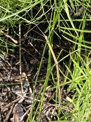 Manomera brachypyga