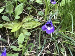 Pinguicula leptoceras