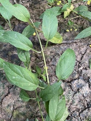 Lysimachia radicans