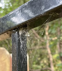 Araneidae
