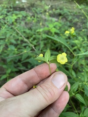 Lysimachia radicans