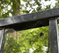 Araneidae