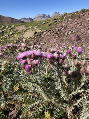 Carduus carlinoides