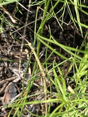 Manomera brachypyga