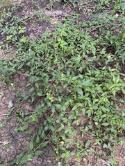 Lysimachia radicans