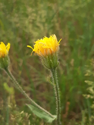 Stinking Hawk's-beard