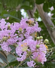 Apis mellifera