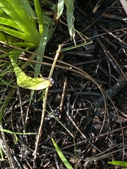 Manomera brachypyga