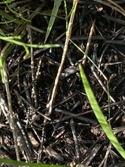Manomera brachypyga