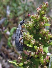 Epicauta adspersa
