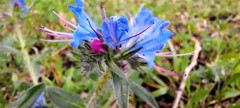 Echium vulgare