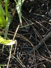 Manomera brachypyga