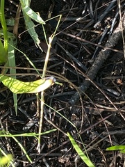 Manomera brachypyga