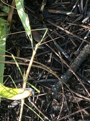 Manomera brachypyga