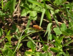 Silvius alpinus