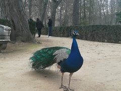 Pavo cristatus
