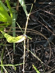 Manomera brachypyga