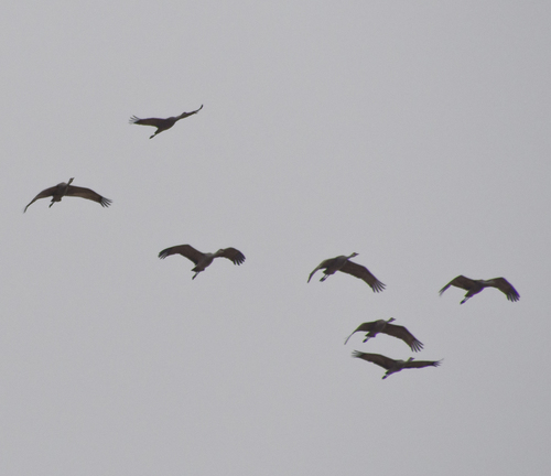Sandhill Crane photographed in Nebraska