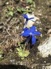 Gentiana brachyphylla