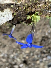 Gentiana brachyphylla