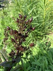 Penstemon