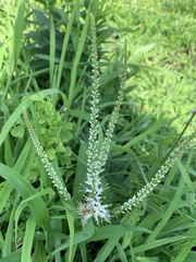 Veronicastrum virginicum