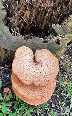 Cerioporus squamosus