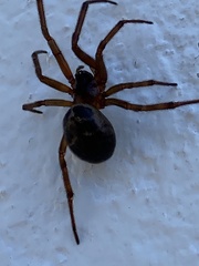 Steatoda nobilis
