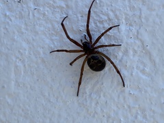 Steatoda nobilis