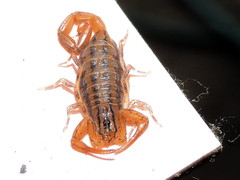 Centruroides elegans