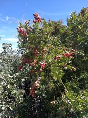 Stegnosperma halimifolium