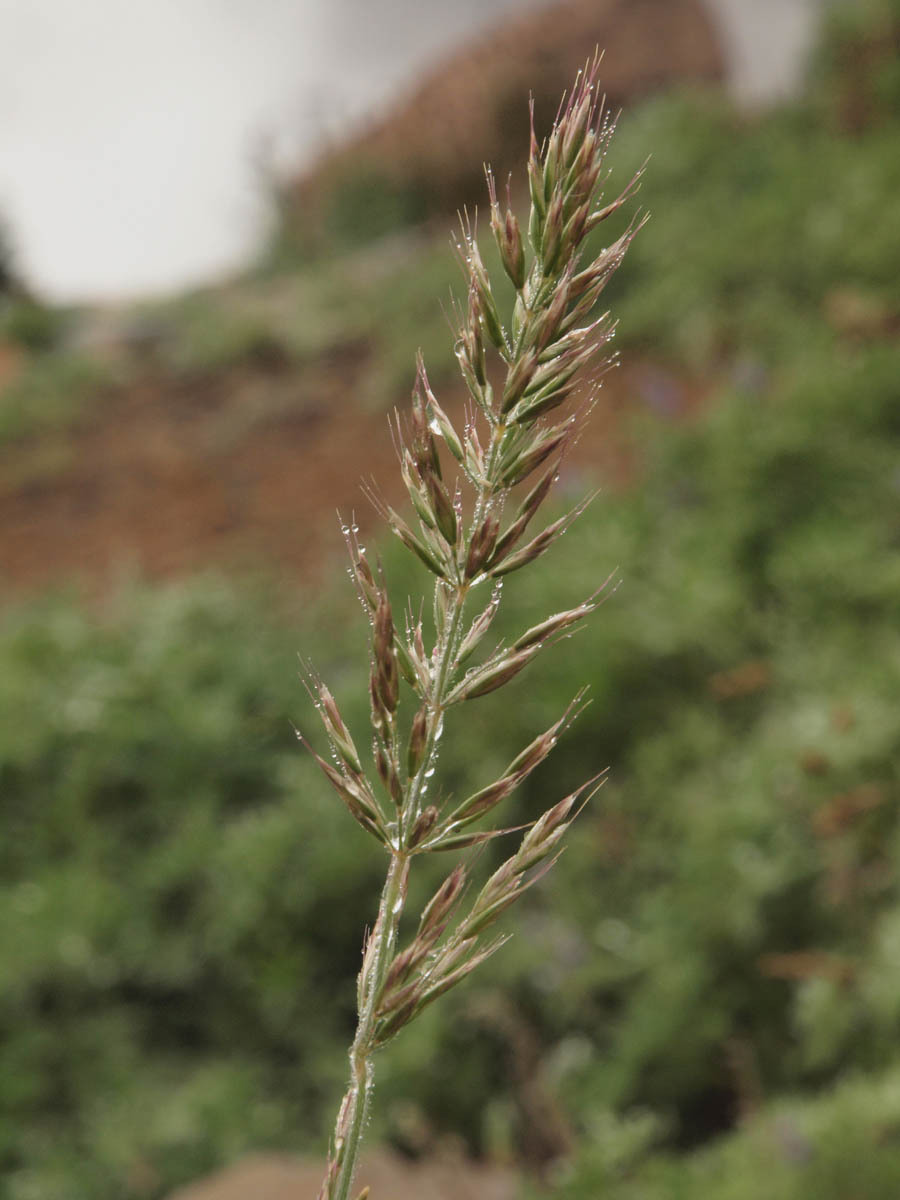 Festuca brachyphylla ssp. brachyphylla