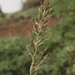 Shortleaf Fescue - Photo (c) Susan, some rights reserved (CC BY-NC), uploaded by Susan