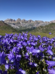 Campanula scheuchzeri