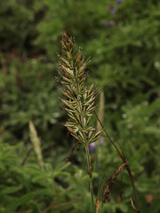 Festuca brachyphylla brachyphylla